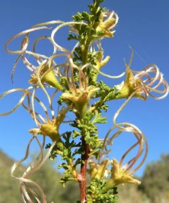 Stansbury Cliffrose Seeds - 40 Purshia Stansburiana Native Desert Shrub Seeds - Image 10