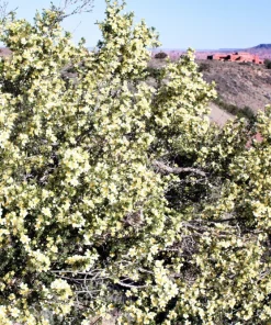 Stansbury Cliffrose Seeds - 40 Purshia Stansburiana Native Desert Shrub Seeds - Image 2