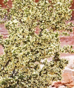 Stansbury Cliffrose Seeds - 40 Purshia Stansburiana Native Desert Shrub Seeds - Image 3