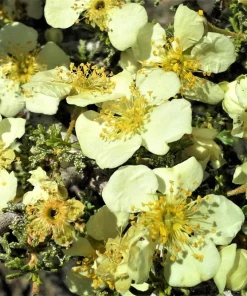 Stansbury Cliffrose Seeds - 40 Purshia Stansburiana Native Desert Shrub Seeds - Image 4