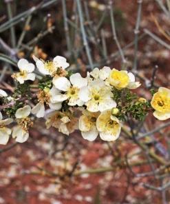 Stansbury Cliffrose Seeds - 40 Purshia Stansburiana Native Desert Shrub Seeds - Image 5