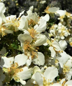 Stansbury Cliffrose Seeds - 40 Purshia Stansburiana Native Desert Shrub Seeds - Image 6