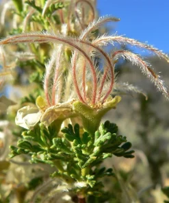 Stansbury Cliffrose Seeds - 40 Purshia Stansburiana Native Desert Shrub Seeds - Image 7