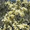 Stansbury Cliffrose Seeds - 40 Purshia Stansburiana Native Desert Shrub Seeds - Image 1