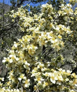 Stansbury Cliffrose Seeds - 40 Purshia Stansburiana Native Desert Shrub Seeds - Image 1