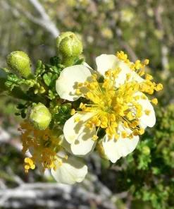 Stansbury Cliffrose Seeds - 40 Purshia Stansburiana Native Desert Shrub Seeds - Image 8