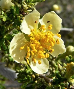 Stansbury Cliffrose Seeds - 40 Purshia Stansburiana Native Desert Shrub Seeds - Image 9