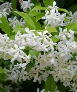 Star Jasmine Live Plant, 4 inch Pot, Fragrant Evergreen Vine, 10-12 inches tall - Image 2