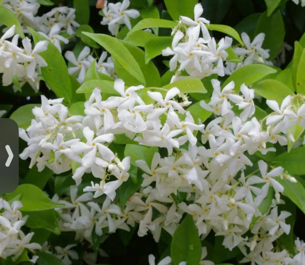 Star Jasmine Live Plant, 4 inch Pot, Fragrant Evergreen Vine, 10-12 inches tall - Image 2