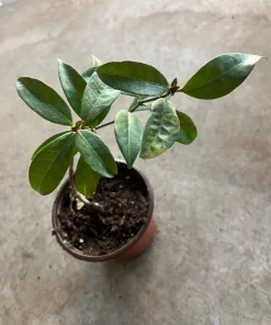 Star Jasmine Live Plant, 4 inch Pot, Fragrant Evergreen Vine, 10-12 inches tall - Image 3