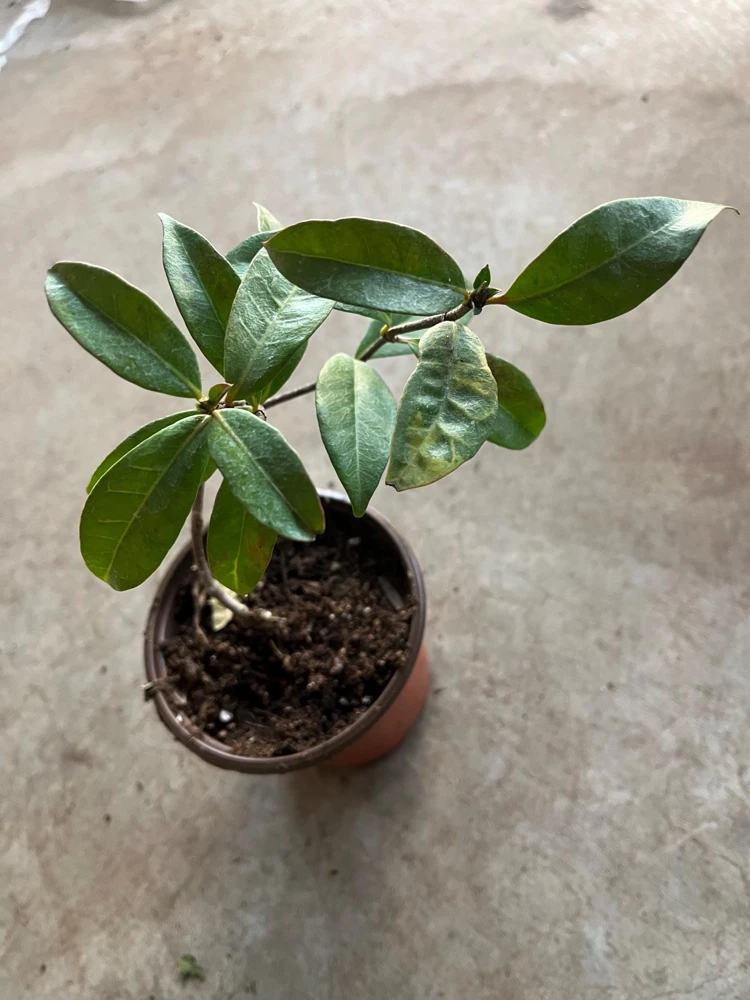 Star Jasmine Live Plant, 4 inch Pot, Fragrant Evergreen Vine, 10-12 inches tall - Image 3