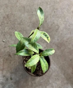 Star Jasmine Live Plant, 4 inch Pot, Fragrant Evergreen Vine, 10-12 inches tall - Image 4