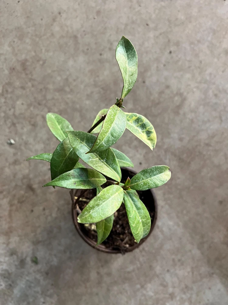 Star Jasmine Live Plant, 4 inch Pot, Fragrant Evergreen Vine, 10-12 inches tall - Image 4