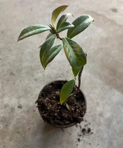 Star Jasmine Live Plant, 4 inch Pot, Fragrant Evergreen Vine, 10-12 inches tall - Image 5