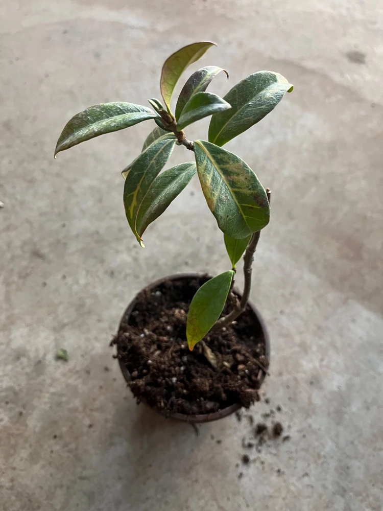 Star Jasmine Live Plant, 4 inch Pot, Fragrant Evergreen Vine, 10-12 inches tall - Image 5