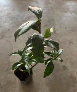 Star Jasmine Live Plant, 4 inch Pot, Fragrant Evergreen Vine, 10-12 inches tall - Image 6