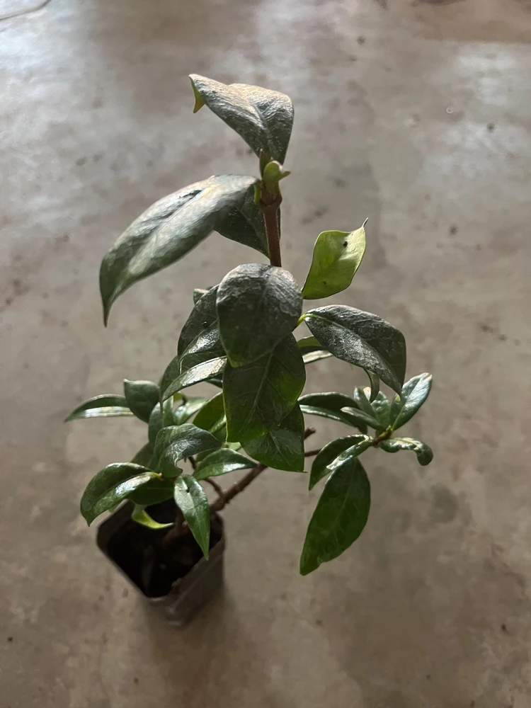 Star Jasmine Live Plant, 4 inch Pot, Fragrant Evergreen Vine, 10-12 inches tall - Image 6