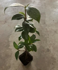 Star Jasmine Live Plant, 4 inch Pot, Fragrant Evergreen Vine, 10-12 inches tall - Image 7