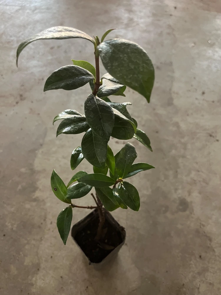 Star Jasmine Live Plant, 4 inch Pot, Fragrant Evergreen Vine, 10-12 inches tall - Image 7