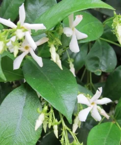 Star Jasmine Live Plant, 4 inch Pot, Fragrant Evergreen Vine, 10-12 inches tall - Image 8