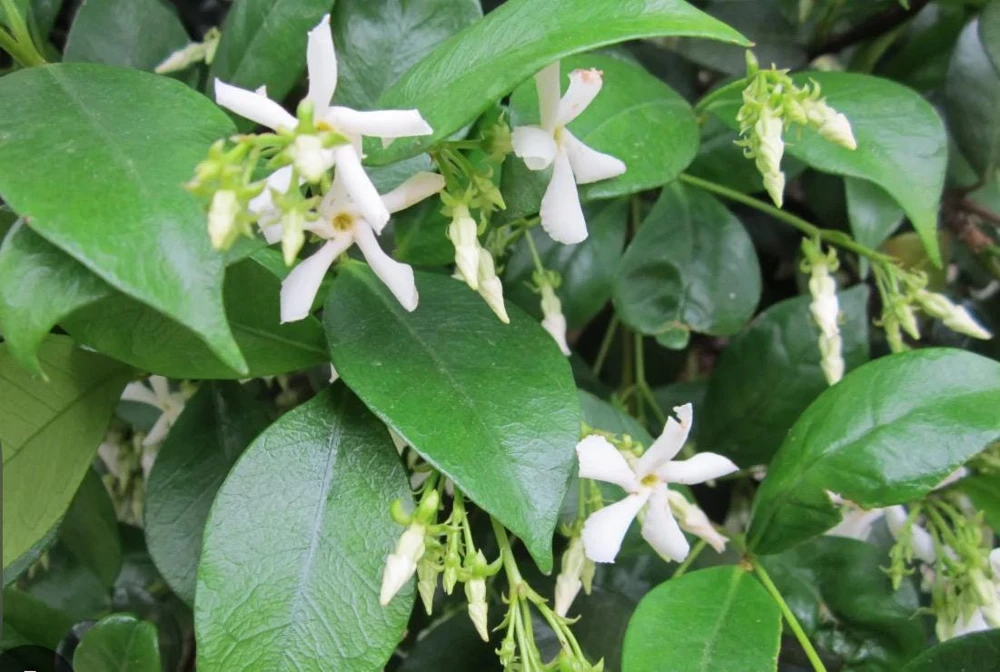 Star Jasmine Live Plant, 4 inch Pot, Fragrant Evergreen Vine, 10-12 inches tall - Image 8