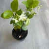 Star Jasmine Live Plant, 4 inch Pot, Fragrant Evergreen Vine, 10-12 inches tall - Image 1