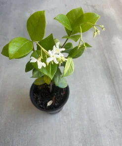 Star Jasmine Live Plant, 4 inch Pot, Fragrant Evergreen Vine, 10-12 inches tall - Image 1
