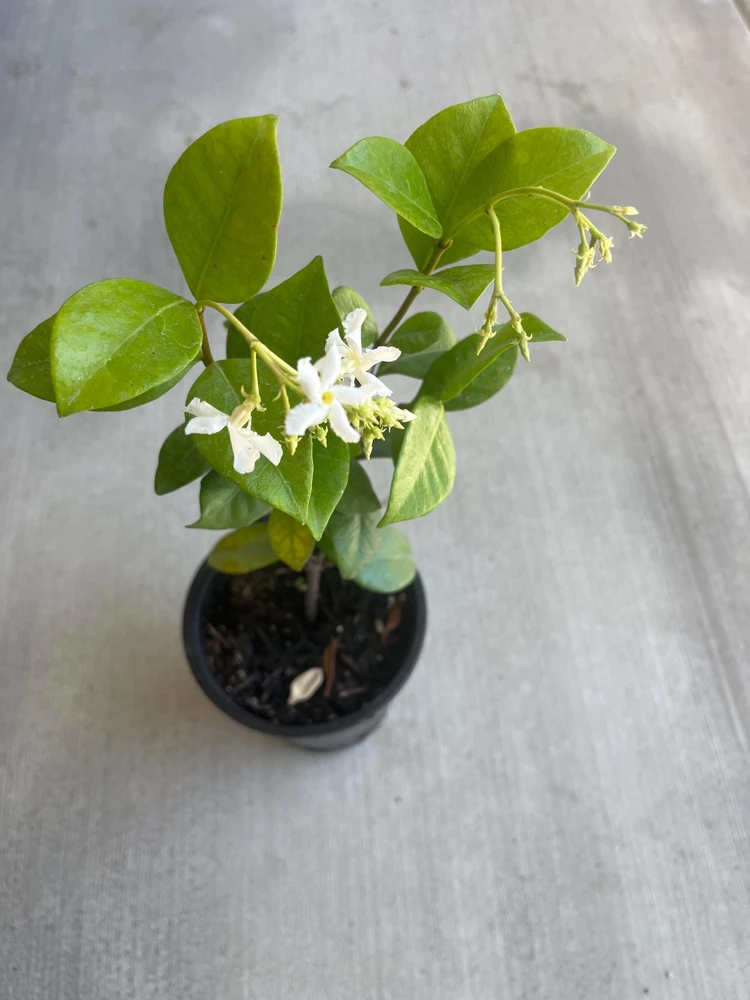 Star Jasmine Live Plant, 4 inch Pot, Fragrant Evergreen Vine, 10-12 inches tall - Image 1