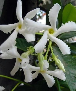 Star Jasmine Live Plant – 6 inch Potted Vine with Trellis – Fragrant Evergreen for Patio or Indoors - Image 2
