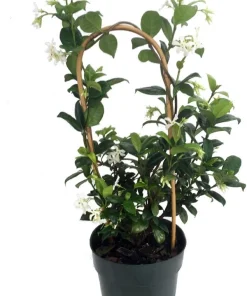 Star Jasmine Live Plant – 6 inch Potted Vine with Trellis – Fragrant Evergreen for Patio or Indoors - Image 3