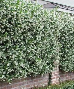 Star Jasmine Live Plant – 6 inch Potted Vine with Trellis – Fragrant Evergreen for Patio or Indoors - Image 4
