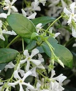 Star Jasmine Live Plant – 6 inch Potted Vine with Trellis – Fragrant Evergreen for Patio or Indoors - Image 5