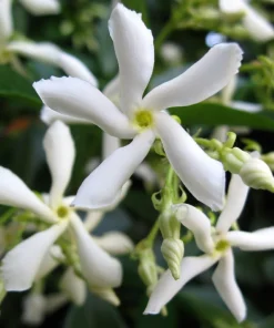 Star Jasmine Live Plant – 6 inch Potted Vine with Trellis – Fragrant Evergreen for Patio or Indoors - Image 6