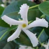 Star Jasmine Live Plant – 6 inch Potted Vine with Trellis – Fragrant Evergreen for Patio or Indoors - Image 1