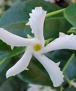 Star Jasmine Live Plant – 6 inch Potted Vine with Trellis – Fragrant Evergreen for Patio or Indoors - Image 1