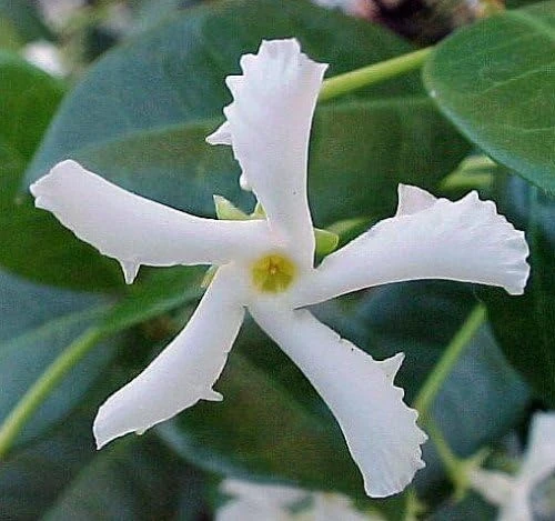 Star Jasmine Live Plant – 6 inch Potted Vine with Trellis – Fragrant Evergreen for Patio or Indoors - Image 1