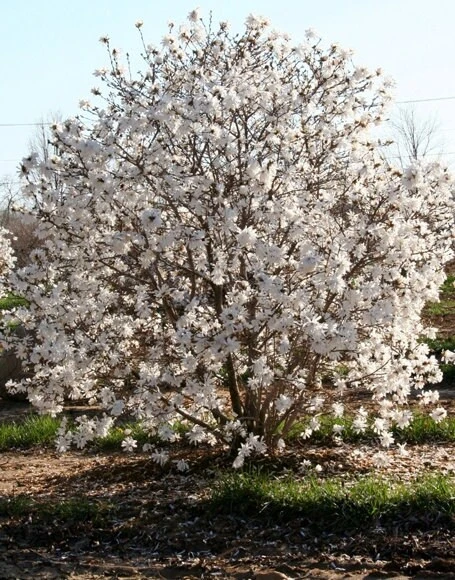 Star Magnolia Live Plant - Magnolia stellata - 1 Gallon Pot - 12-18" Tall - Image 2
