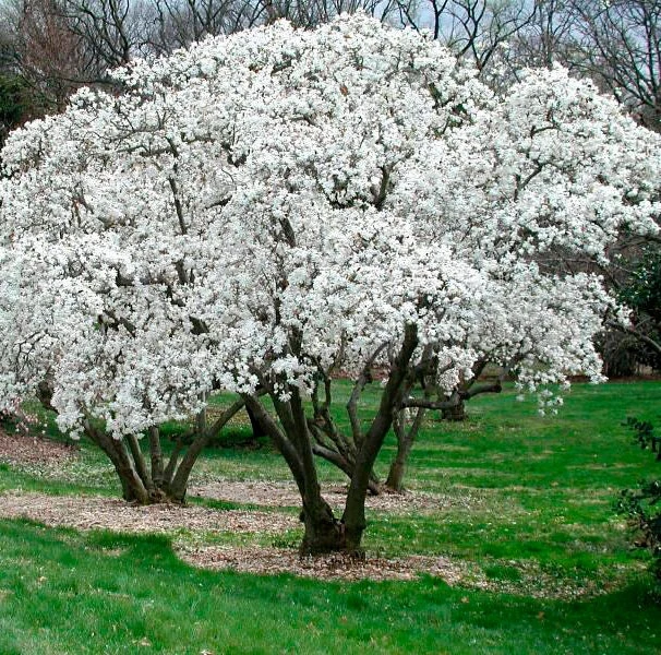 Star Magnolia Live Plant - Magnolia stellata - 1 Gallon Pot - 12-18" Tall - Image 3