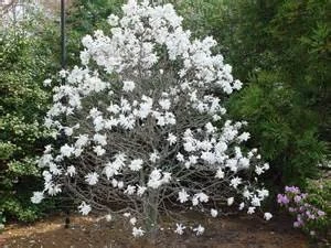 Star Magnolia Live Plant - Magnolia stellata - 1 Gallon Pot - 12-18" Tall - Image 4