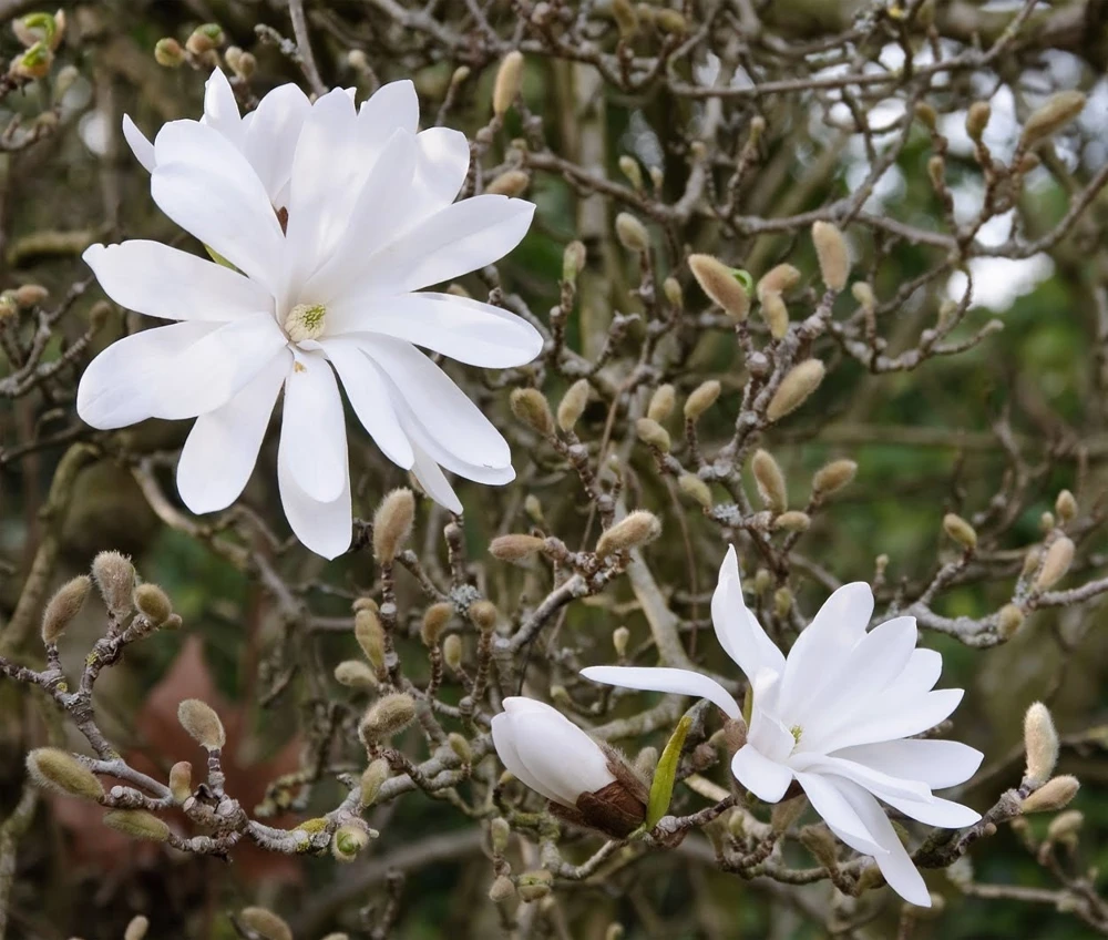 Star Magnolia Live Plant - Magnolia stellata - 1 Gallon Pot - 12-18" Tall - Image 5