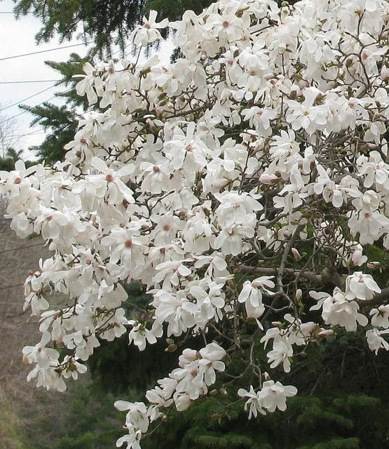 Star Magnolia Live Plant - Magnolia stellata - 1 Gallon Pot - 12-18" Tall - Image 1