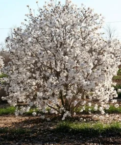 Star Magnolia Live Plant - Magnolia stellata - 4 inch Pot - Fragrant White Flowers - Image 2