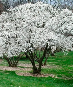 Star Magnolia Live Plant - Magnolia stellata - 4 inch Pot - Fragrant White Flowers - Image 3