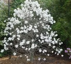Star Magnolia Live Plant - Magnolia stellata - 4 inch Pot - Fragrant White Flowers - Image 4
