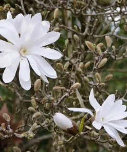 Star Magnolia Live Plant - Magnolia stellata - 4 inch Pot - Fragrant White Flowers - Image 5