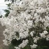 Star Magnolia Live Plant - Magnolia stellata - 4 inch Pot - Fragrant White Flowers - Image 1