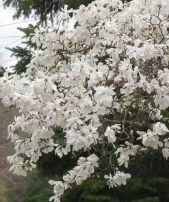 Star Magnolia Live Plant - Magnolia stellata - 4 inch Pot - Fragrant White Flowers - Image 1