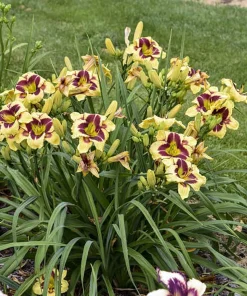 Star of the North Daylily Live Plant - Rebloomer Hemerocallis - 1 Gallon Pot - Image 2