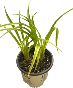 Star of the North Daylily Live Plant - Rebloomer Hemerocallis - 1 Gallon Pot - Image 3