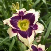 Star of the North Daylily Live Plant - Rebloomer Hemerocallis - 1 Gallon Pot - Image 1